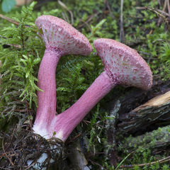 Suillus asiaticus