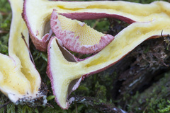 Suillus asiaticus