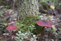 Suillus asiaticus