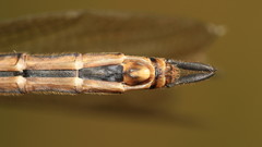 Somatochlora brevicincta