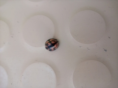 Aiolocaria hexaspilota