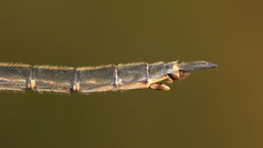 Somatochlora brevicincta