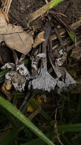 Craterellus cinereus — (c) Павлик Лисицын, some rights reserved (CC BY)