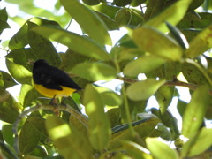 Euphonia