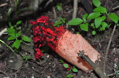 Lysurus corallocephalus