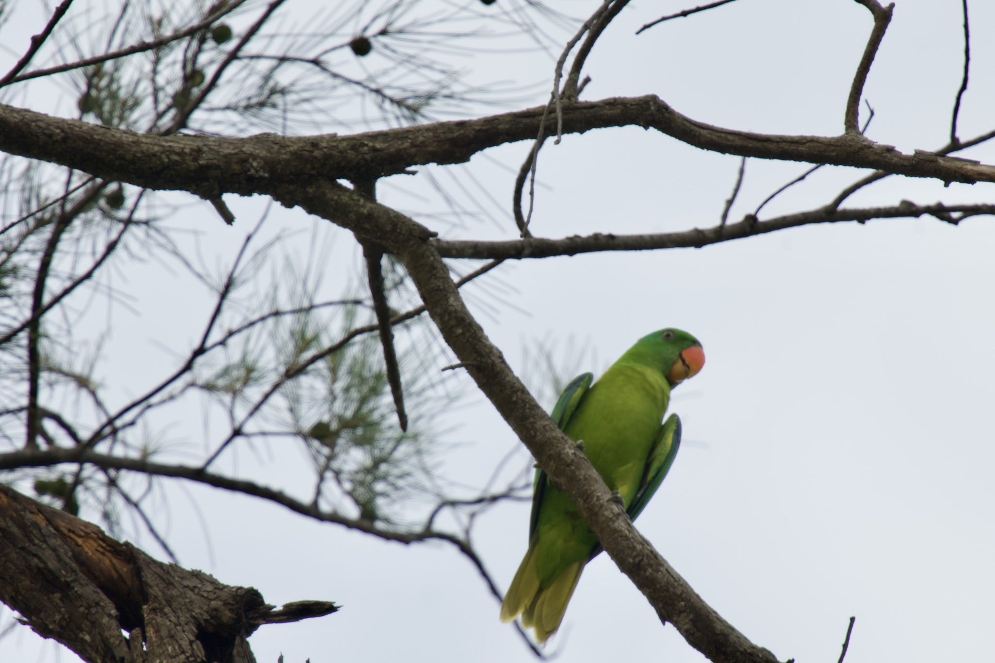 Blue-naped Parrot (Tanygnathus lucionensis), photo 10