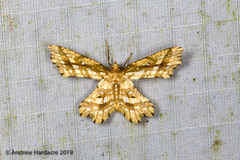 Fritillerinnys clathraria