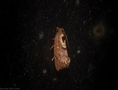 Glyphidoptera insignana
