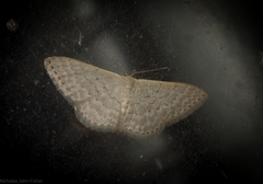 Idaea eretmopus