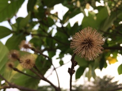 Neonauclea reticulata