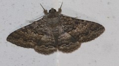Eudesmeola lawsoni