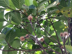 Neonauclea reticulata