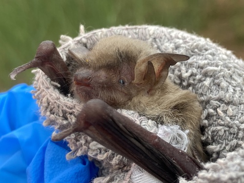 Cave Myotis