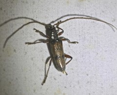 Strongylurus cretifer