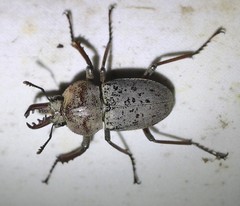 Cacostomus squamosus