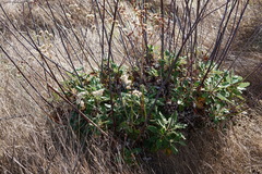 Eucycla