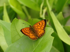 Lycaena salustius