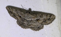 Psilalcis isombra