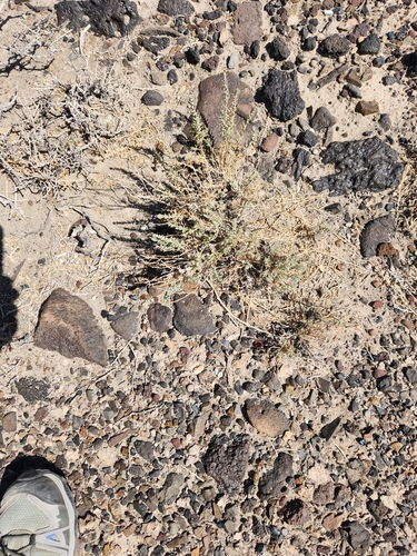 Green molly (Neokochia americana)