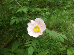 Rosa hirtula