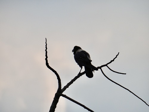 Pied Crow