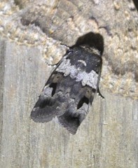 Thoracolopha flexirena