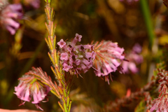 Ericeae