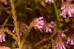 Ericeae
