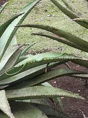 Philothamnus natalensis