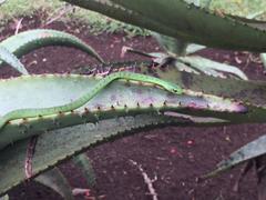 Philothamnus natalensis