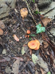 Lactarius atlanticus
