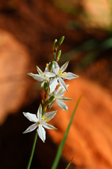 Chlorophytum fasciculatum