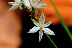 Chlorophytum fasciculatum
