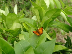Lycaena salustius