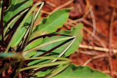 Brachystelma barberae