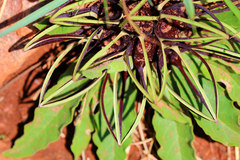 Brachystelma barberae