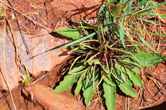 Brachystelma barberae