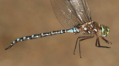 Aeshna interrupta interrupta