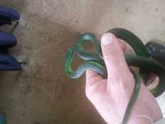 Philothamnus natalensis