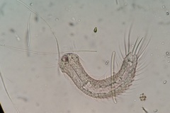 Chaetonotida