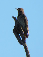 Colaptes auratus auratus