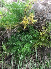 Asparagus densiflorus