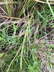 Asparagus densiflorus