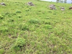 Crotalaria dura