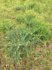 Crotalaria dura