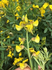 Crotalaria dura