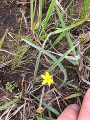 Hypoxis argentea sericea
