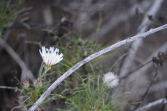 Malacothrix saxatilis