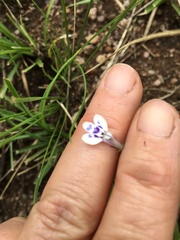Lobelia erinus