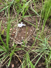 Lobelia erinus
